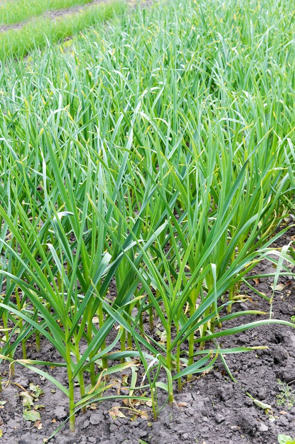 Quelle est la meilleure approche pour intégrer l'agriculture verticale dans les espaces urbains restreints ?